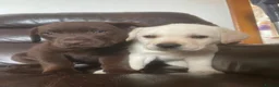 Labrador Retriever dogs for sale: Gorgeous Labrador puppies 8 weeks old  - Advert 1