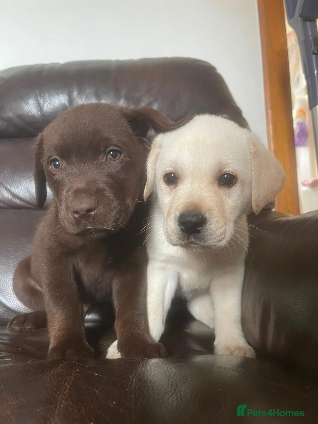 Labrador Retriever dogs for sale: Gorgeous Labrador puppies 8 weeks old  - Advert 1