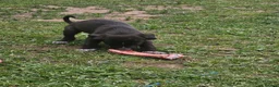 Mixed Breed dogs for sale: Stunning Kelpie lurchers  - Advert 33