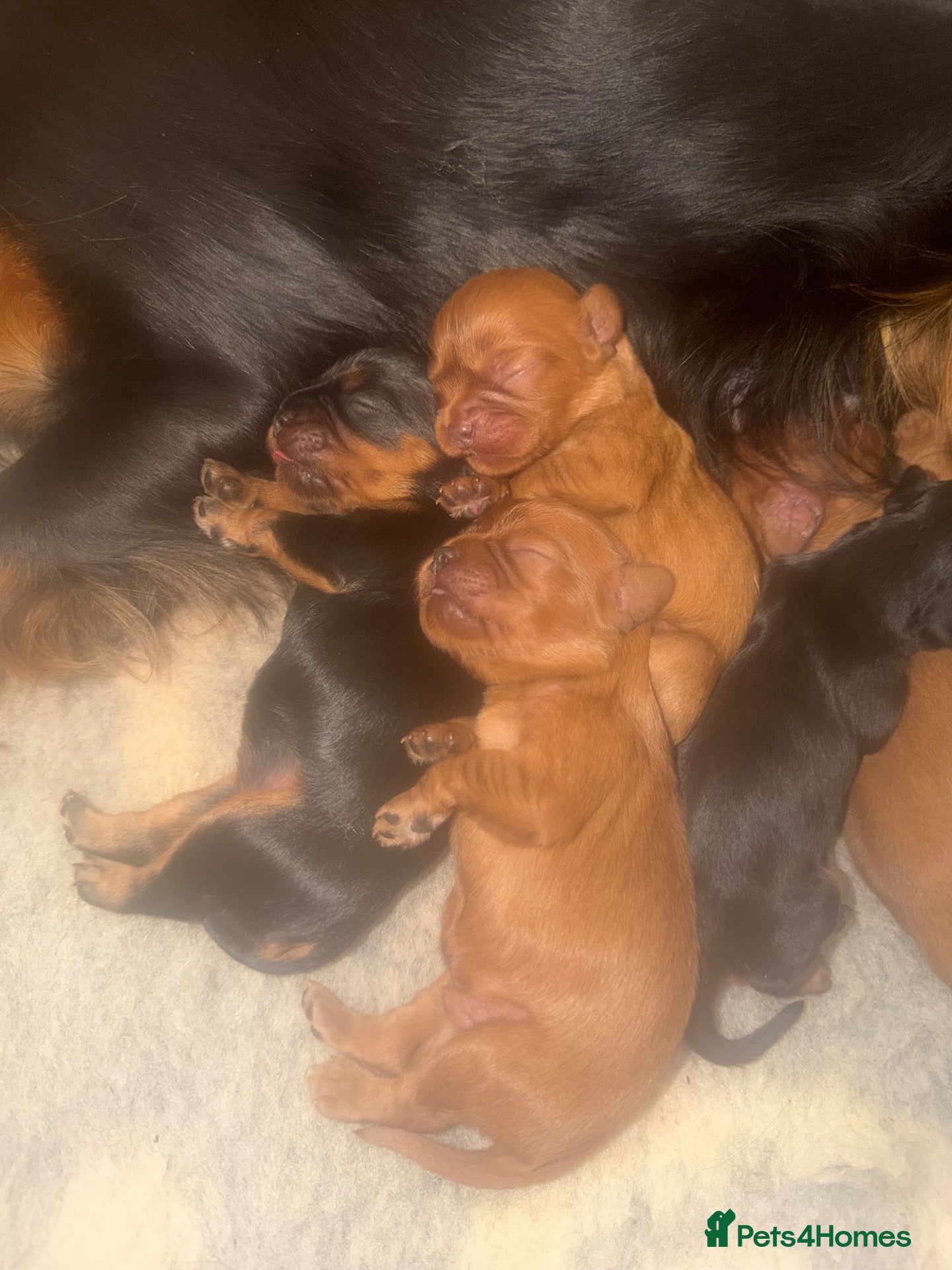Cavalier King Charles Spaniel dogs Cavalier King Charles puppies - Advert 6