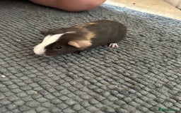Guinea Pig rodents for sale: Guinea pigs for sale  - Image 11