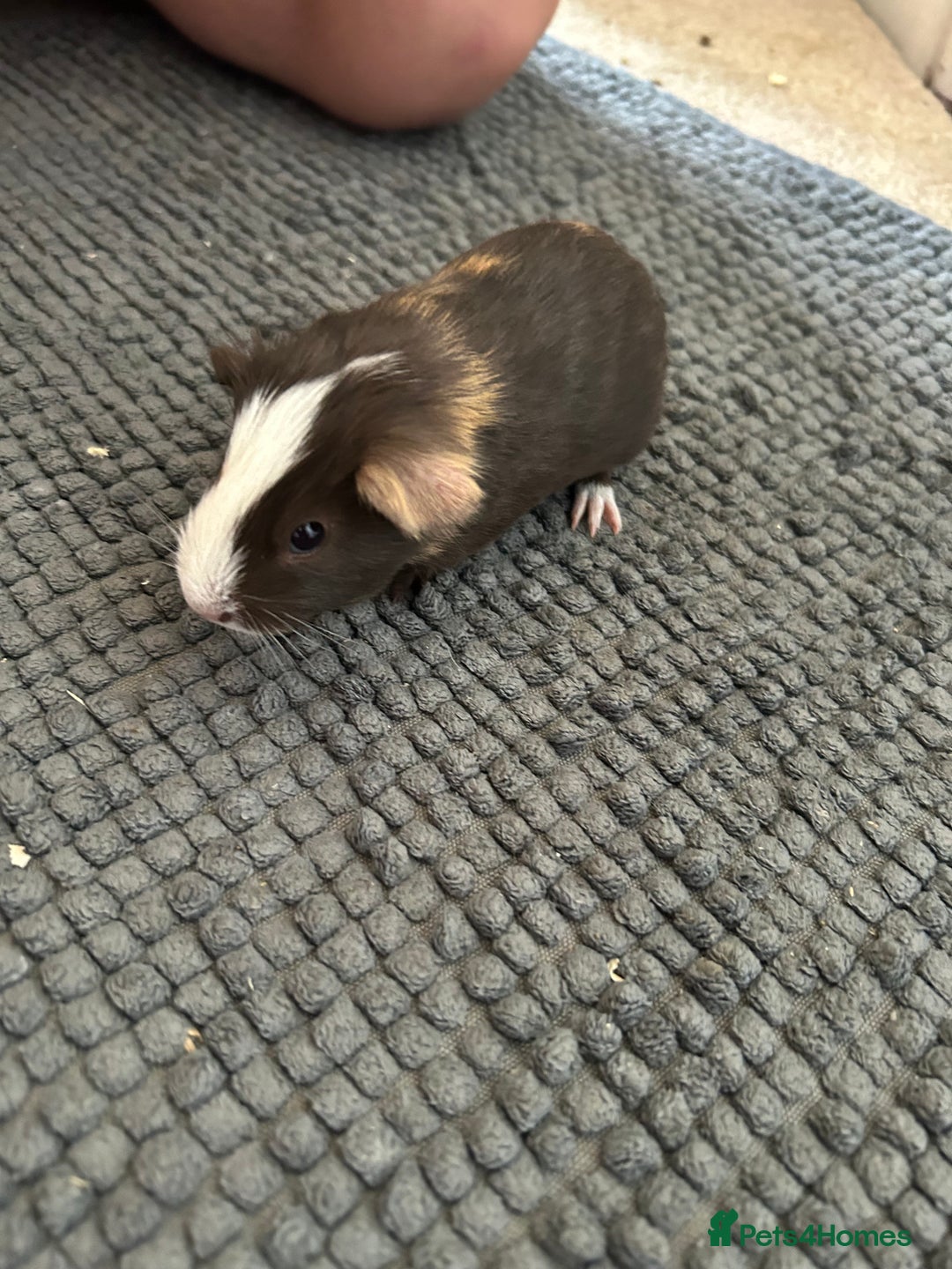 Guinea Pig rodents for sale: Guinea pigs for sale  - Image 11