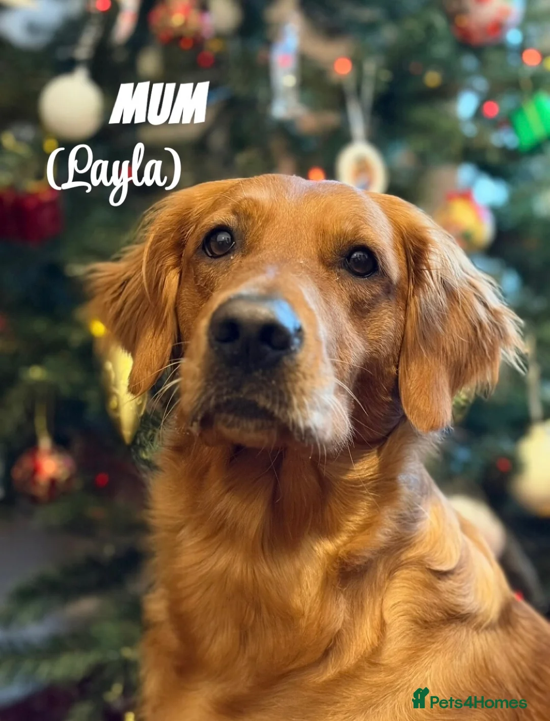 Golden Retriever dogs for sale: Dark Golden Retriever Puppies Health-Tested  - Advert 3