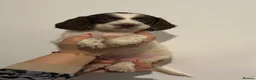 English Springer Spaniel dogs for sale: English springer spaniel puppies - Advert 4