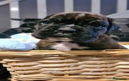 Boxer dogs for sale:  Puppies KC – Exceptional Champion Bloodlines 🐾 - Image 22