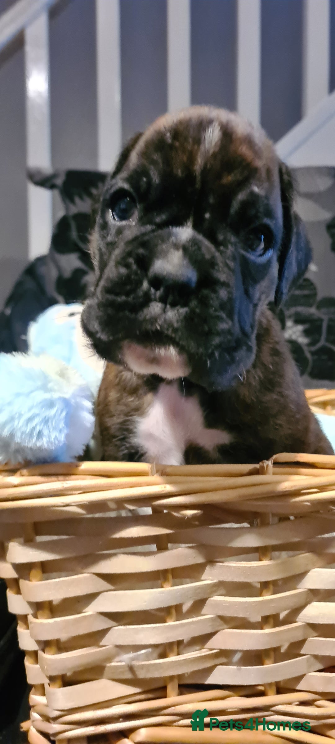 Boxer dogs for sale:  Puppies KC – Exceptional Champion Bloodlines 🐾 - Image 22