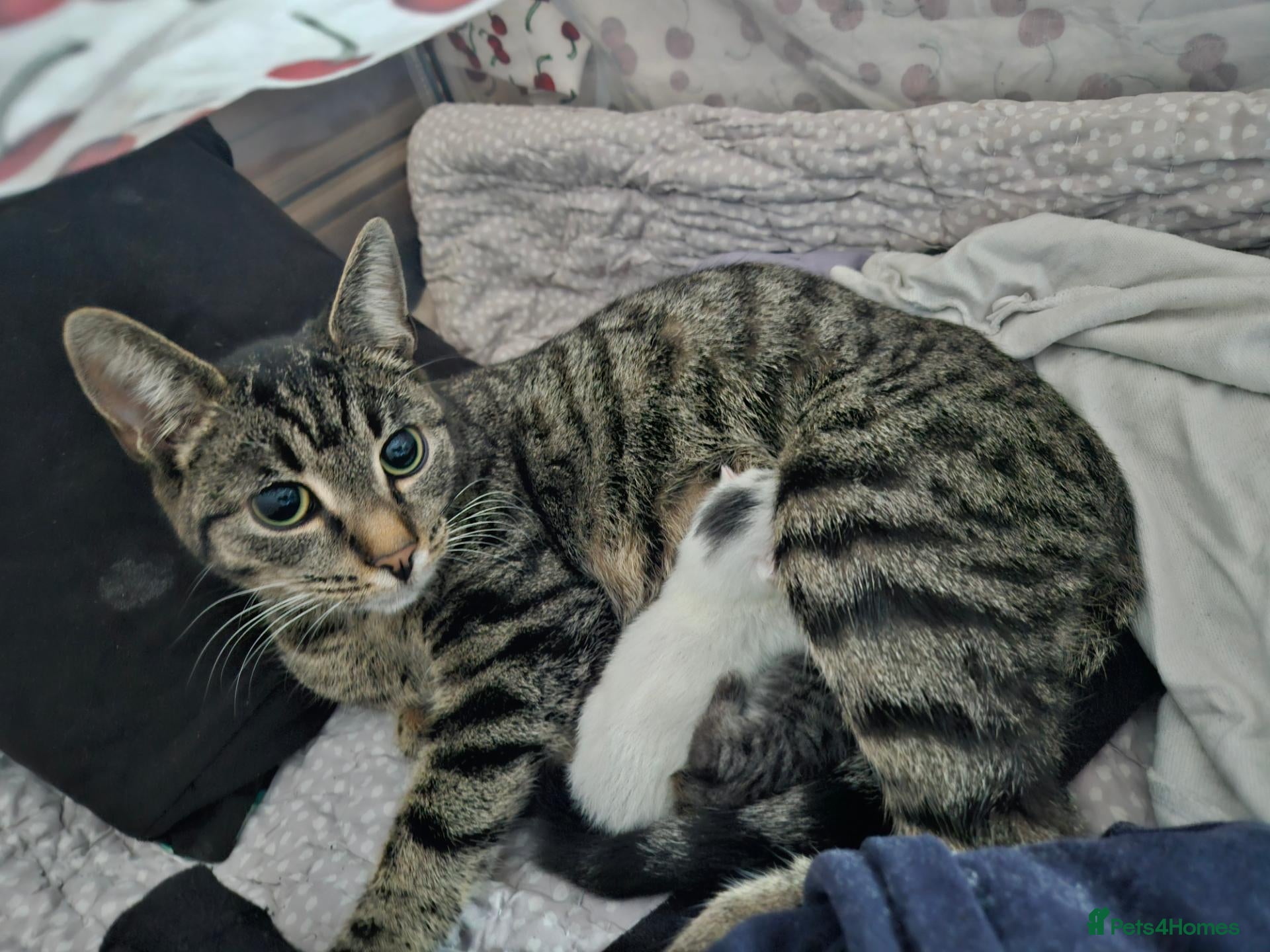 Mixed Breed cats for sale: Kitten female  - Advert 1