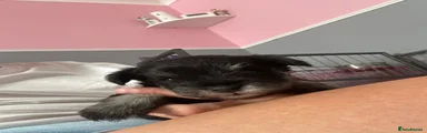 Miniature Schnauzer 4