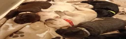 Labrador Retriever dogs for sale: 6 stunning female labrador puppies - Advert 29