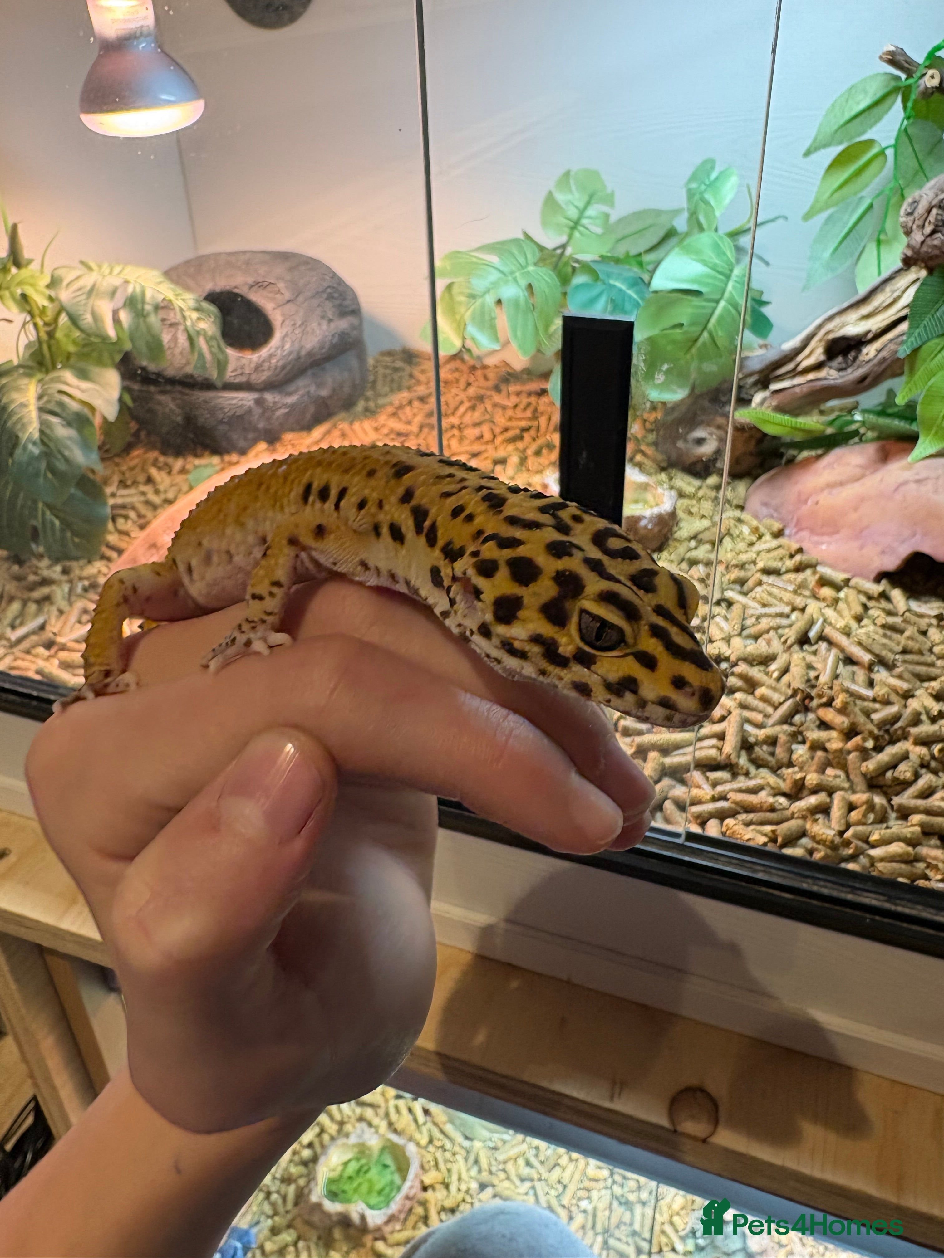 Leopard Gecko reptiles Male leopard gecko  - Advert 1