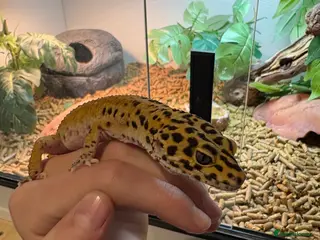 Leopard Gecko reptiles Male leopard gecko - Advert 1