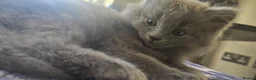 Ragdoll cats for sale: Ragdoll/Siberian mix kittens - Advert 20