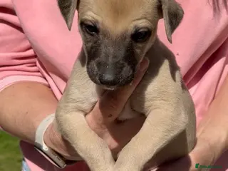 Whippet dogs Exceptional KC Whippet puppies - Advert 2