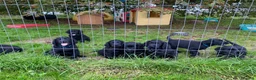 Mixed Breed dogs for sale: *READY NOW Golden x Flat coated retriever puppiess - Advert 5
