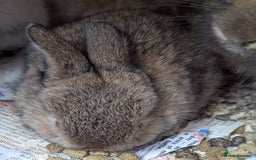 Rex rabbits for sale: Stunning baby rabbits - Image 7