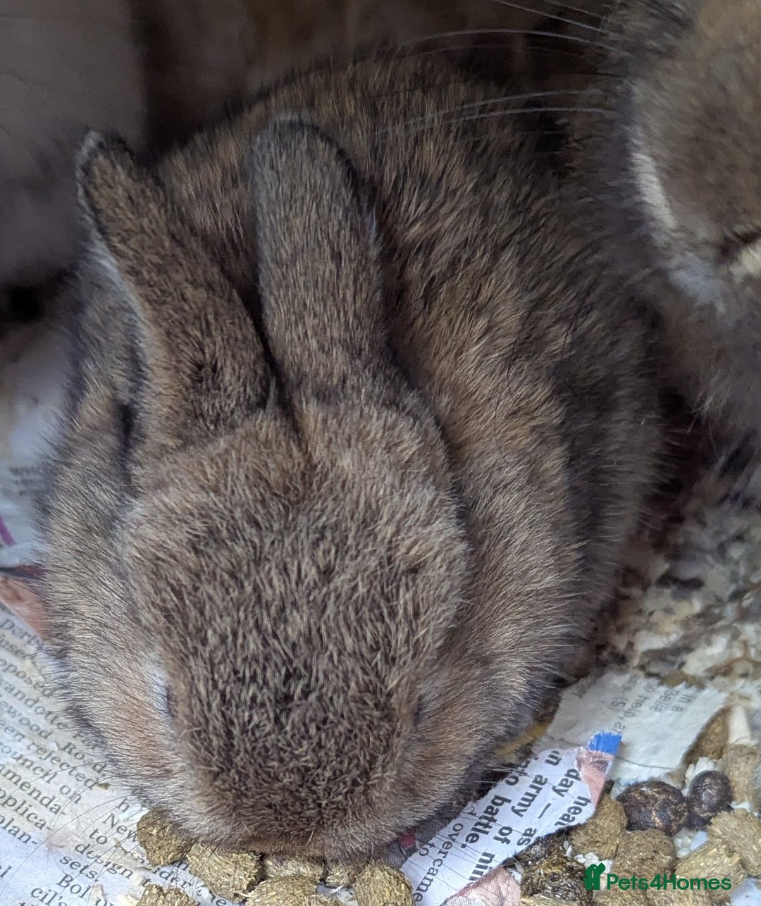 Rex rabbits for sale: Stunning baby rabbits - Image 7