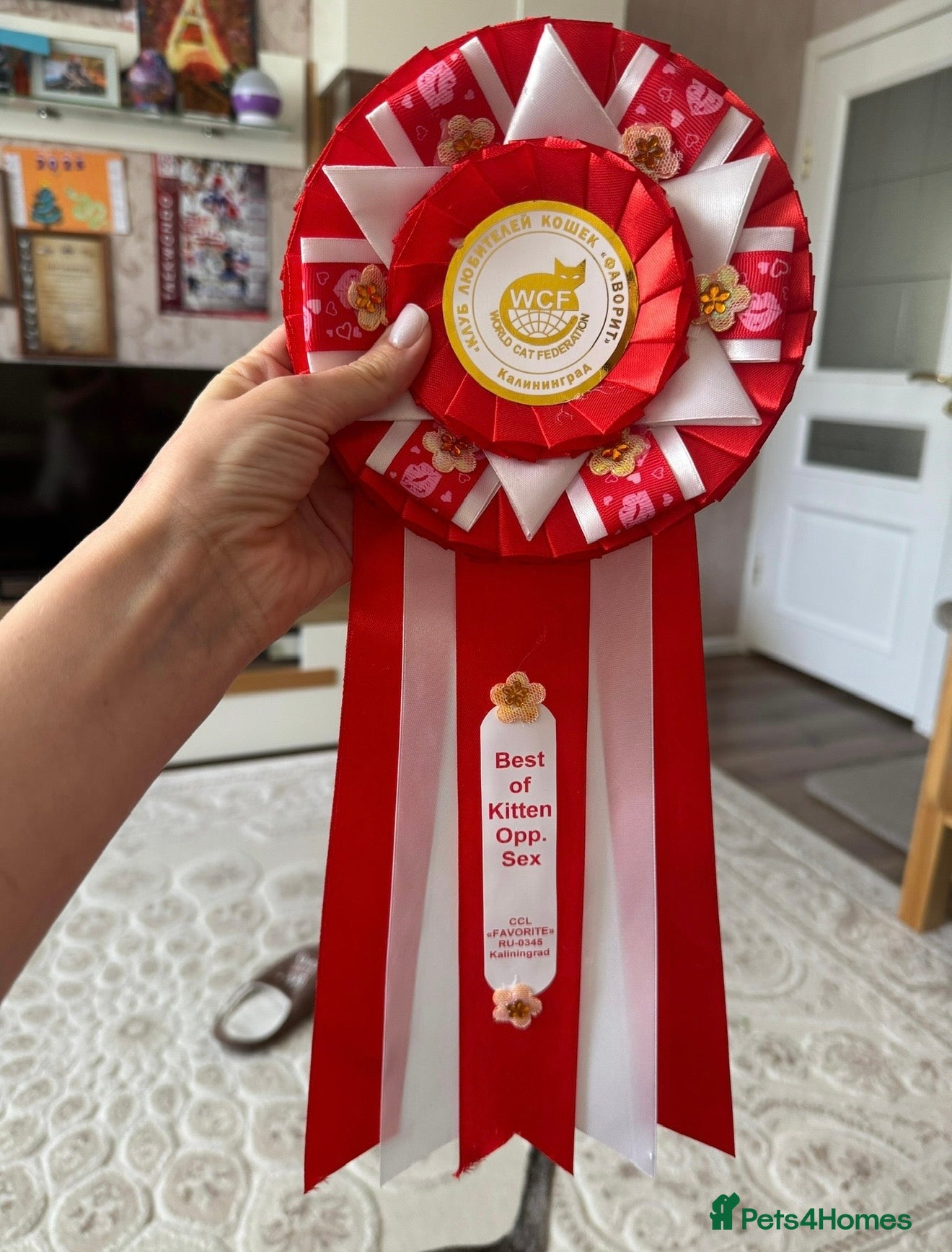 Abyssinian cats ❤️🏆 Outstanding Abyssinian Kittens Available 🏆❤️ - Advert 2