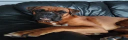 Boxer dogs for sale: KC Registered Boxer Puppies – Ready to Reserve - Advert 3