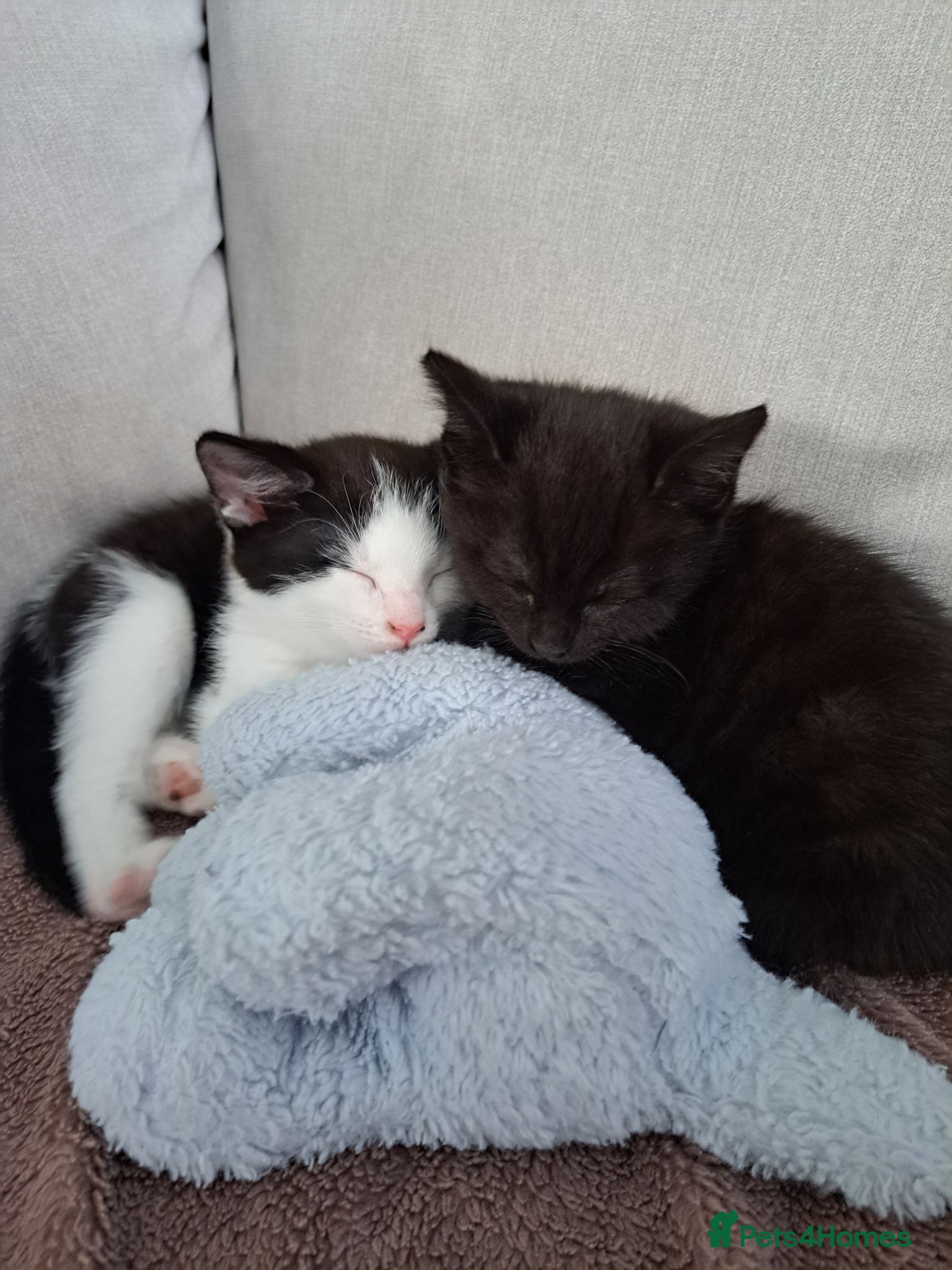 British Shorthair cats 1 girl left pure black - Advert 18