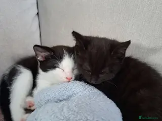 British Shorthair cats Kittens . £120 each - Advert 12