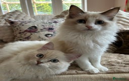 Ragdoll cats for sale: Ragdoll Cherubim Mink Lilac Chocolate TICA - Image 12