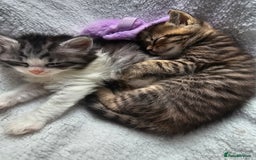 Persian cats for sale: Tabby female with full set up ready to go. - Image 17