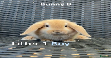Mini Lop rabbits - Advert 3