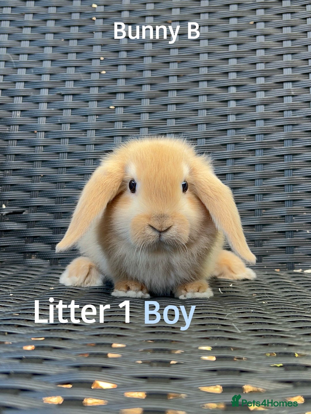 Mini Lop rabbits for sale: Baby mini lops for sale - Image 2