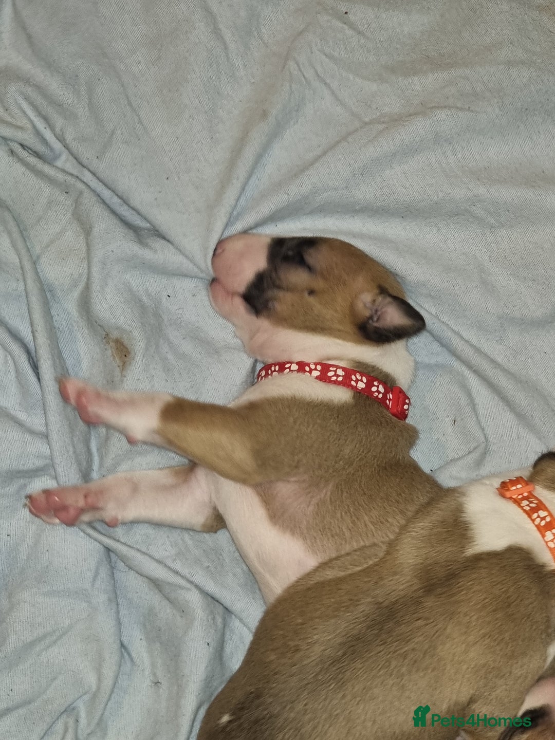 English Bull Terrier dogs for sale: English bull terrier  - Image 10