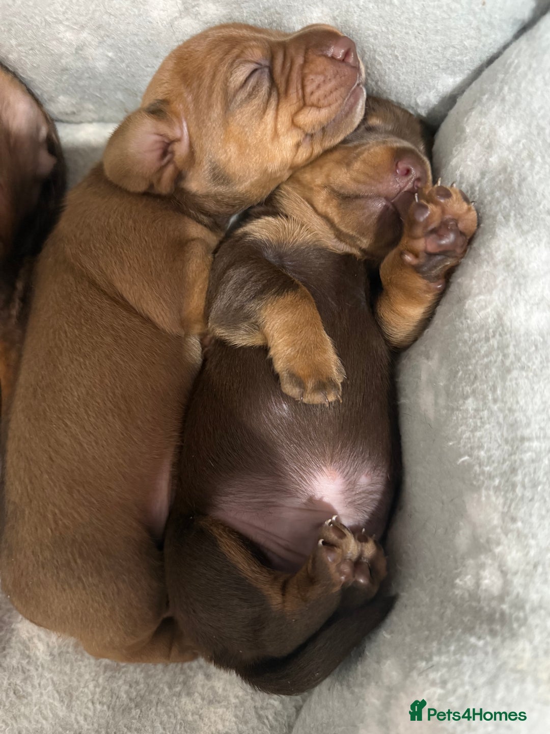 Miniature Dachshund dogs for sale: Miniature dachshund puppies  - Advert 3