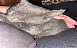 Mixed Breed cats for sale: Beautiful Kittens - Image 10