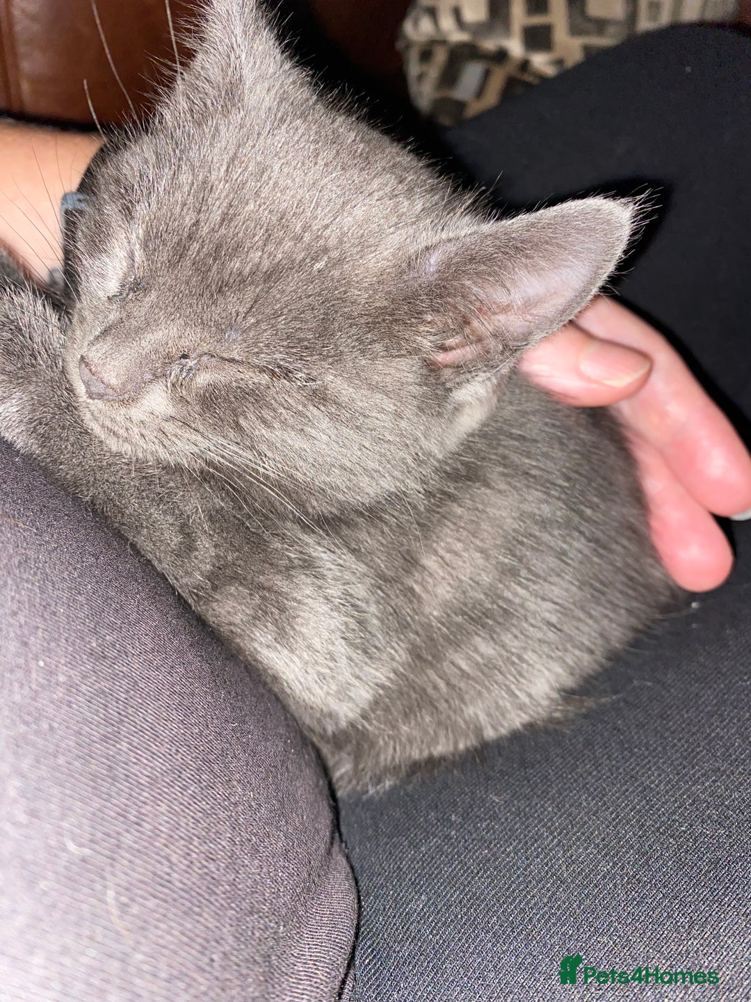 Mixed Breed cats for sale: Beautiful Kittens - Image 10