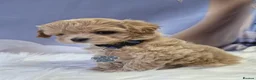 Toy Poodle dogs for stud: Stunning Asian Poodle 1.6kg for STUD ONLY - Advert 8