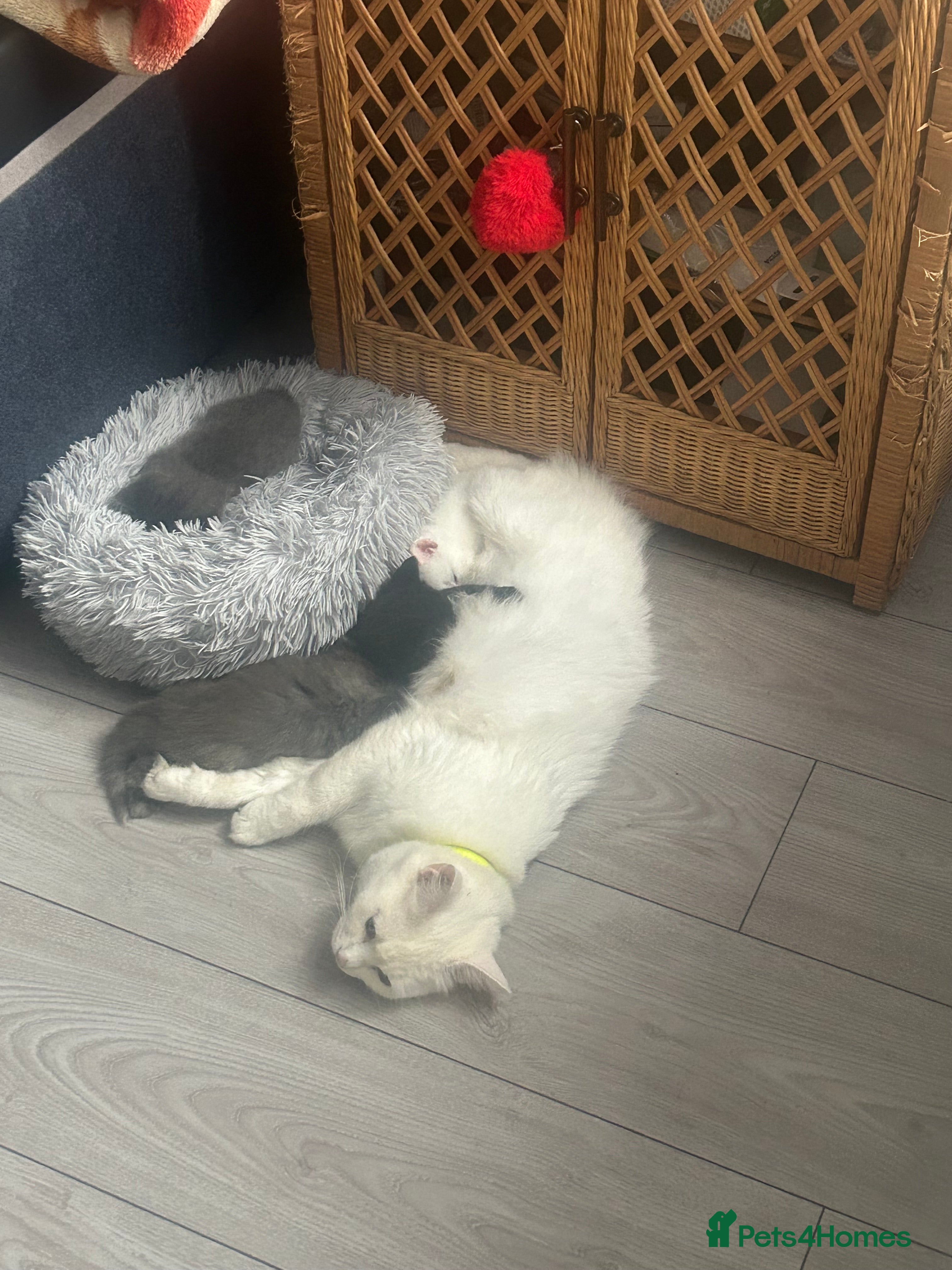 Turkish Angora cats 5 kittens for sale - Advert 1