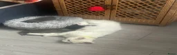 Turkish Angora cats for sale: 5 kittens for sale in Peterborough - Advert 1