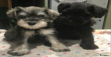 Miniature Schnauzer dogs - Advert 16