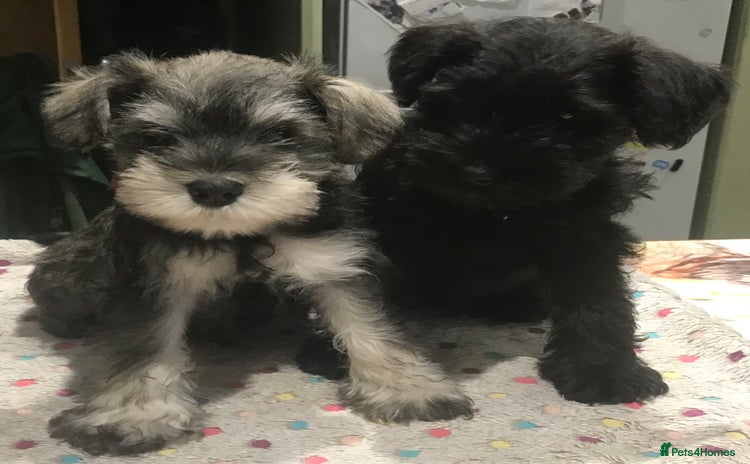 Miniature Schnauzer dogs - Advert 8