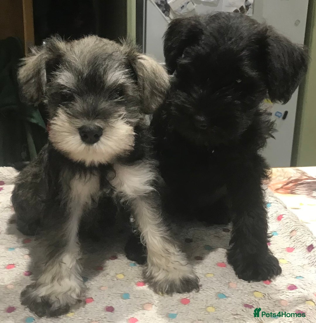 Miniature Schnauzer dogs for sale: 6 adorable Miniature schnauzer puppies  - Image 2
