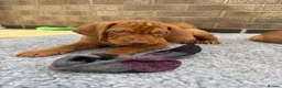 Hungarian Vizsla dogs for sale: Kc champion bred Hungarian Vizsla boy - Advert 13