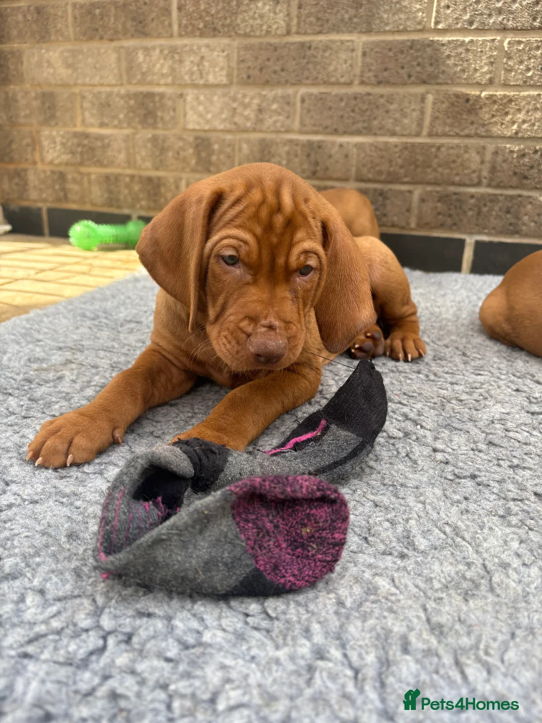 Hungarian Vizsla dogs for sale: Kc champion bred Hungarian Vizsla boy - Advert 13