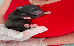 Staffordshire Bull Terrier dogs for sale: Staffy pups ready 26th august 2 brindle 3 blue - Image 24