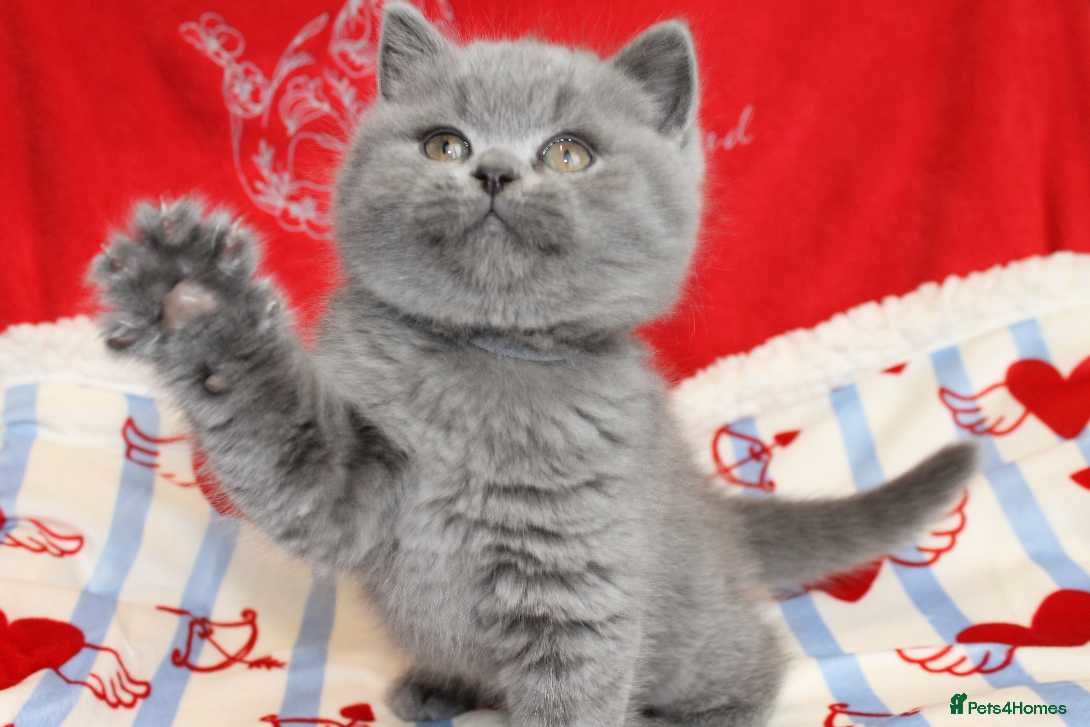 British Shorthair cats for sale: Gccf British Blue kittens  - Advert 20