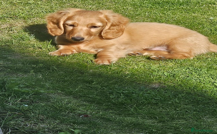 Dachshund dogs - Advert 3