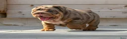 English Bulldog dogs for sale: Outstanding Litter of English Bulldogs - Advert 5