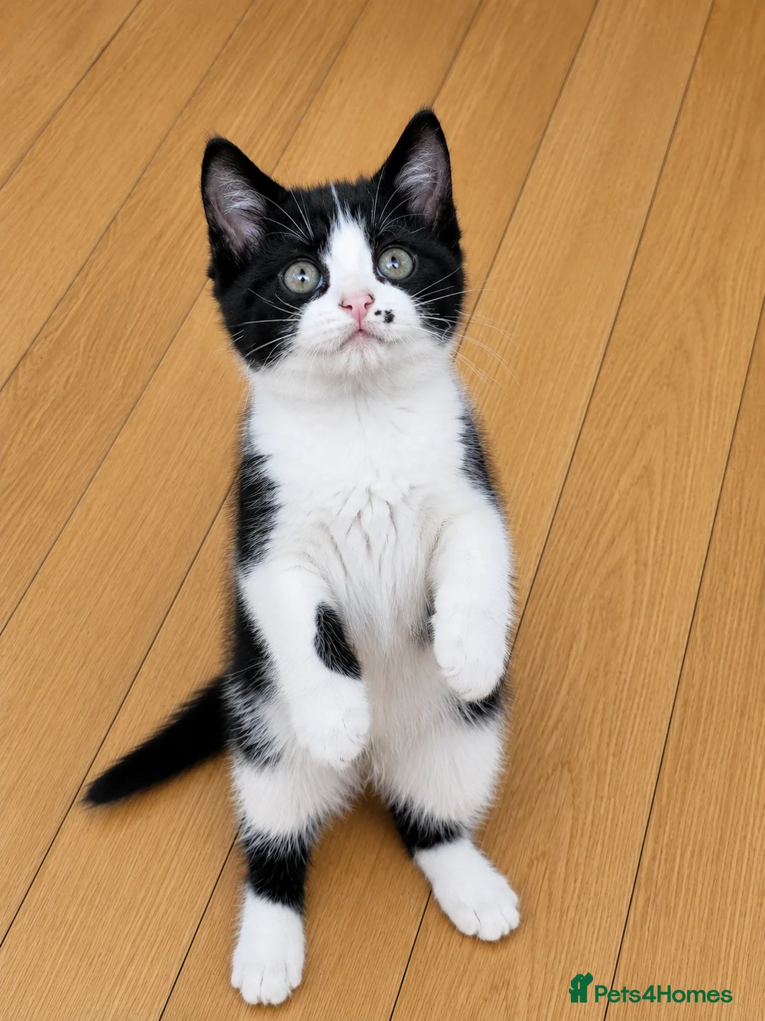 Mixed Breed cats for sale: 🐾Adorable Female Kitten Looking 4Her Forever Home in Luton - Advert 2