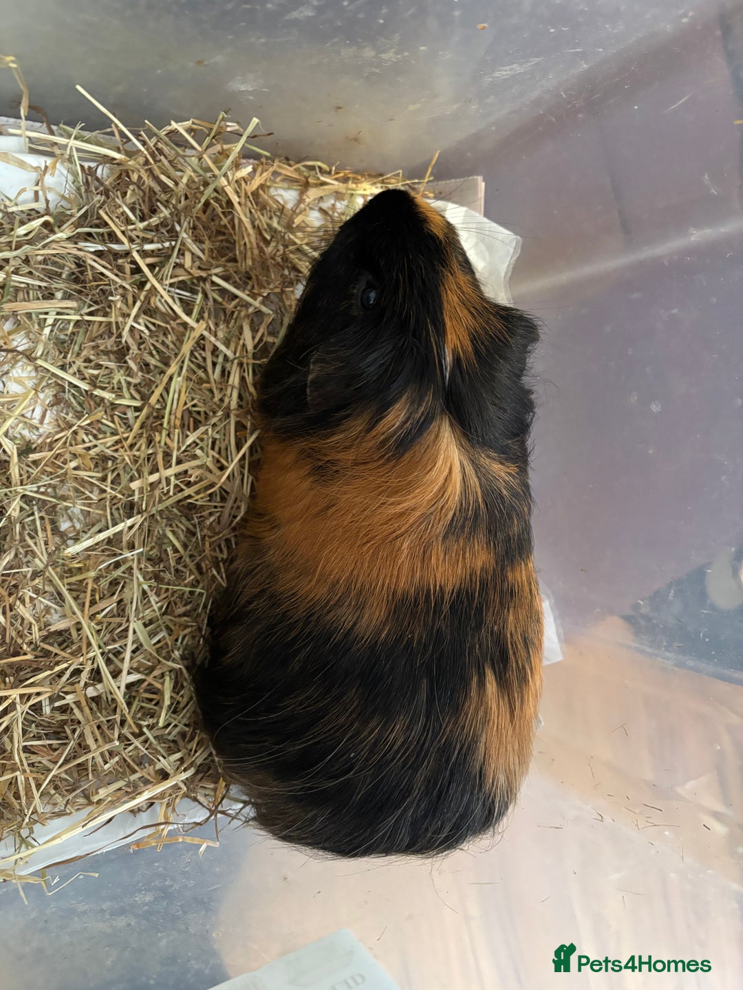 Guinea Pig rodents for sale: Guinea pig.  - Advert 1