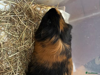 Guinea Pig rodents Guinea pig. - Advert 5