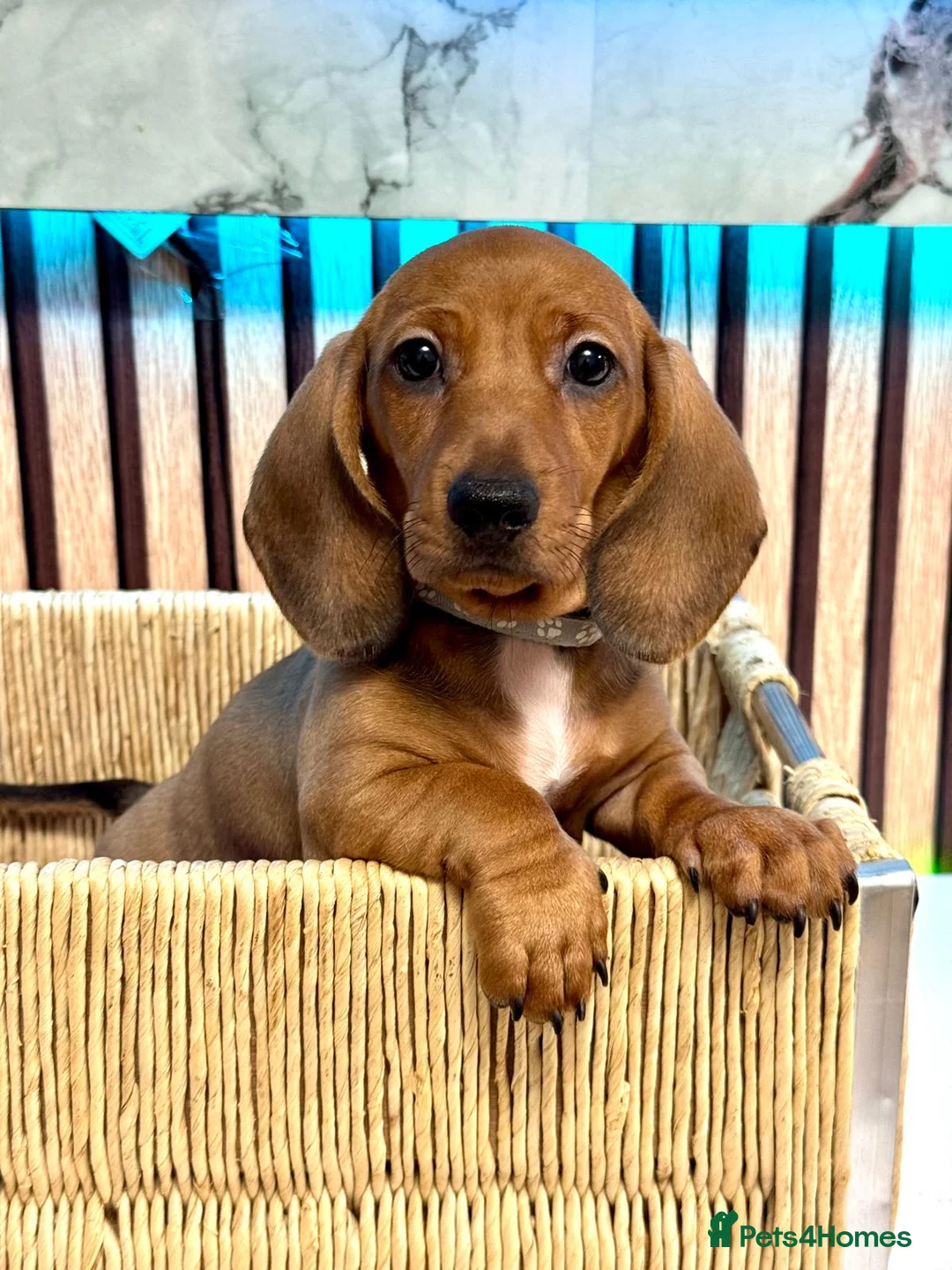 Miniature Dachshund dogs for sale: Last 2 boys miniature dachshund ready to leave now - Advert 4