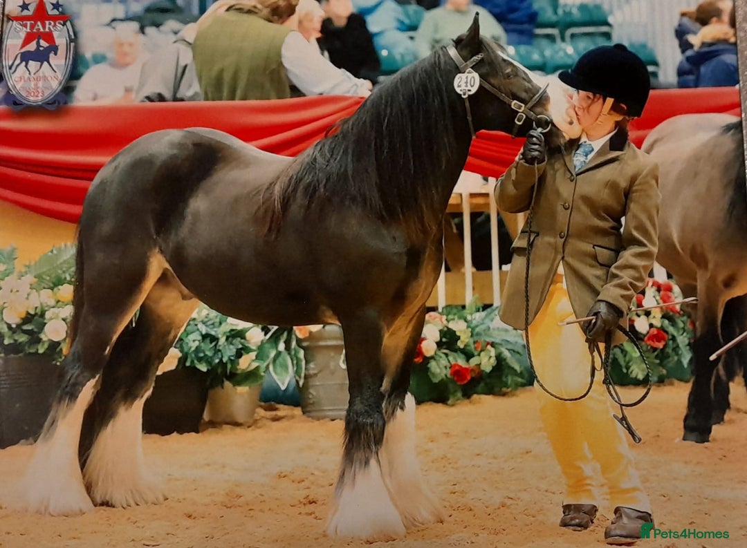 Other Breed horses for sale: Ruben - Image 2