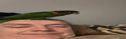 Conures birds for sale: Hand reared blue throated conure - Advert 3